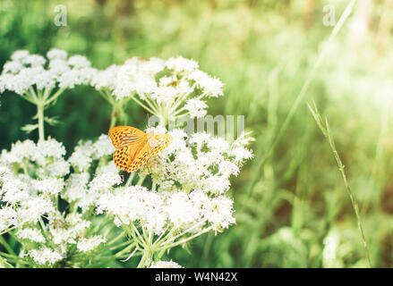 Schönen gelben Wald Schmetterling auf Blüte weiße Schafgarbe, Sommer grünes Gras und Sonnenlicht. Die Einheit mit der Natur Konzept Stockfoto