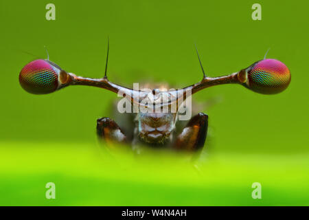 Vorderansicht extrem vergrößerten Details des Stiels eyed Fliegen in der Natur grün Blatt Hintergrund in der Natur