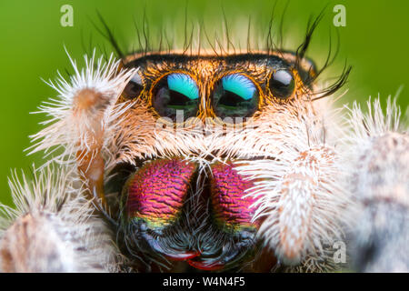 Vorderansicht des extremen vergrößerte Jumping spider Kopf und Augen mit Green leaf Hintergrund Stockfoto