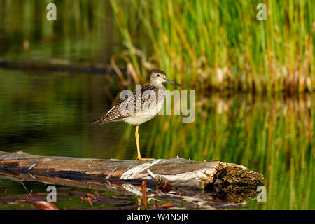 Eine wilde Mehr yellowlegs Shorebird' Tringa Lalage', thront auf einem Baumstamm in ein Biber Sumpf in der Nähe von Hinton Alberta, Kanada. Stockfoto