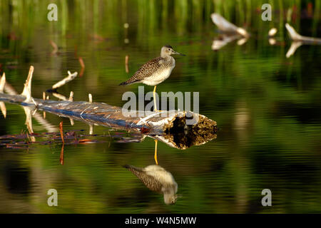 Eine wilde Mehr yellowlegs Shorebird' Tringa Lalage', thront auf einem Baumstamm in ein Biber Sumpf in der Nähe von Hinton Alberta, Kanada. Stockfoto