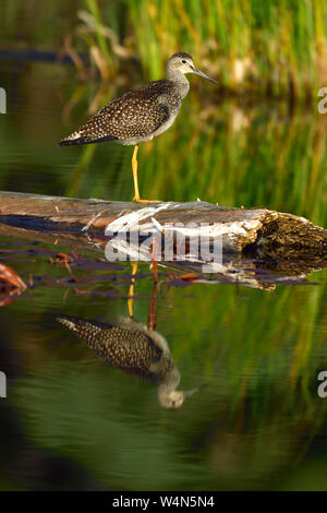 Eine wilde Mehr yellowlegs Shorebird' Tringa Lalage', thront auf einem Baumstamm in ein Biber Sumpf in der Nähe von Hinton Alberta, Kanada. Stockfoto