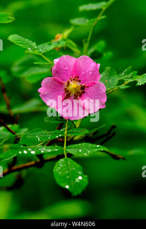Ein rosa Wild Rose' Rosa acicularis ', die Blume Symbol von Alberta, wild wachsenden auf einem grünen Rosenbusch in ländlichen Alberta, Kanada. Stockfoto
