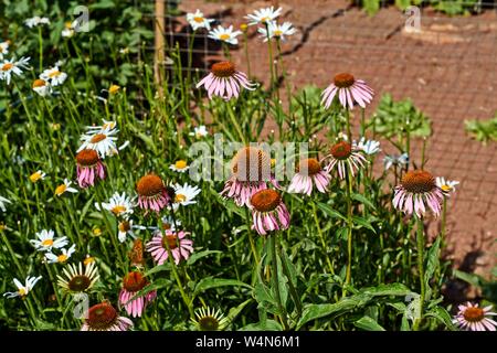 Eine lebendige wachsende Patch von Echinacea Purpurea auch bekannt als Sonnenhut. Stockfoto