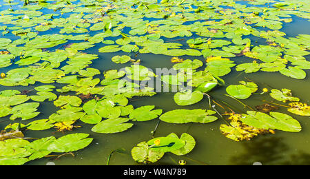 Seerosen in einem See Stockfoto