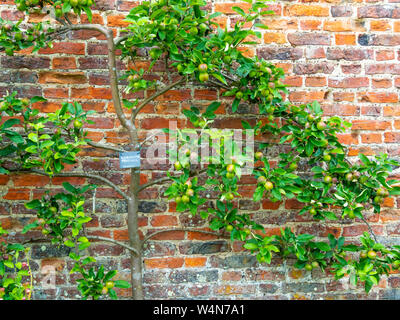 Spalier Apple tree mit Worcester Pearmain Äpfel Reifezeit Anfang Juli Helmsley Walled Garden North Yorkshire Stockfoto