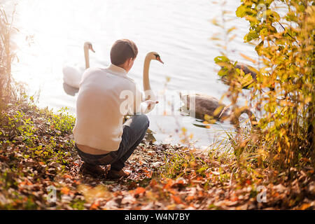 Foto eines Mannes feeds Schwäne im Herbst Park Stockfoto