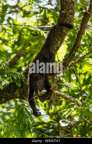 Guatemala, Guatemala, Brüllaffe Alouatta pigra, hängt mit seinem Greifschwanz und ernährt sich von Blättern im Tikal Nationalpark, ist es einer der größten der Neuen Welt- Affen, einem UNESCO-Weltkulturerbe. Stockfoto