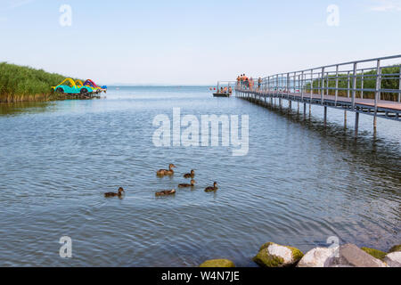 Stockente Entenküken am Seestrand mit Litzen, Pedalos und Badegäste auf Pier am Plattensee, Ungarn Stockfoto