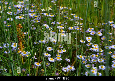 Wildblumen auf einem Spaziergang Stockfoto