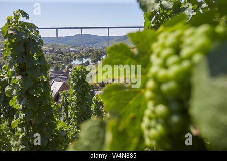 Zeltingen Rachtig, Deutschland. 24. Juli, 2019. Die derzeit im Bau befindliche Hochmosel Brücke überspannt die Mosel auf einer Höhe von bis zu 160 Metern, mit Ürzig im Vordergrund. Die Straße ist asphaltiert. Quelle: Thomas Frey/dpa/Alamy leben Nachrichten Stockfoto