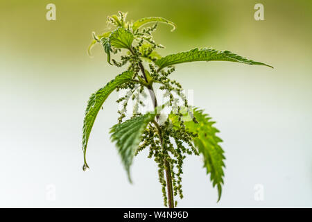 Nahaufnahme eines stiging Brennnessel (Urtica dioica) mit einer geringen Tiefenschärfe und einem regen Tropfen hängen von einem Blatt Stockfoto