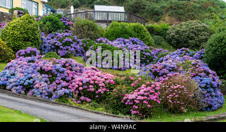 Blau und Pink Hydrangea Büsche in voller Blüte in einem Garten Stockfoto