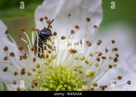 Hylaeus biene Holding eine Blase von Pollen und Nektar in den Mund (diese Art der Biene hält Pollen in einem Magen sac (Fruchtart) so dieses, anscheinend, hilft bei der Re Stockfoto
