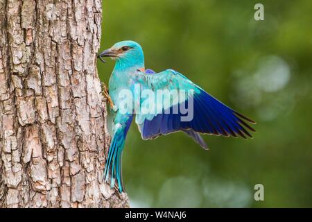 Europäische Walze sitzen auf Rinde des Baumes mit ausgebreiteten Flügeln im Sommer. Stockfoto