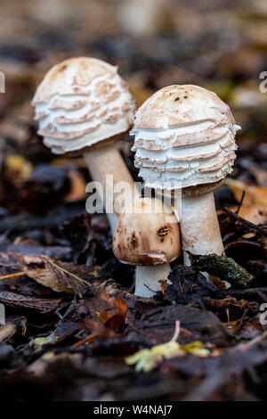 Safran-schirmpilz Pilz (macrolepiota rhacodes) wachsen im Wald im Norden Spaniens Stockfoto