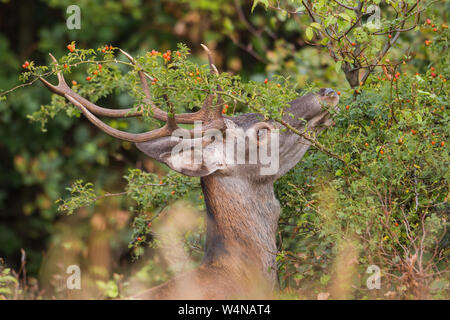 In der Nähe von Red Deer Head erreichen für Beeren von Bush im Sommer. Stockfoto