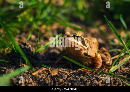 Agile frog auf braunen Boden Stockfoto