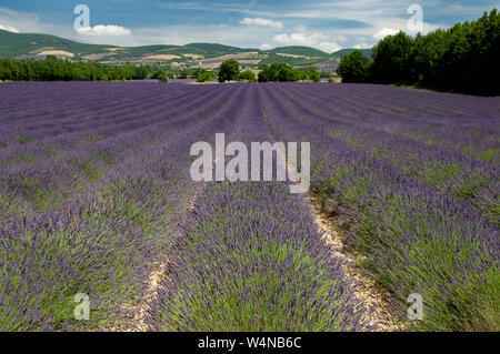 Die Lavendelfelder der Provence, Frankreich in voller Blüte Stockfoto