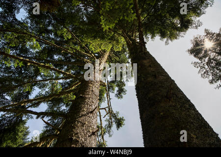 Serbien - Die Sonne bricht durch die Baumwipfel in den Wäldern von Tara Mountain Stockfoto