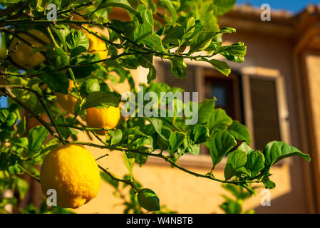 Zitrone wächst an einem Baum vor einer Villa auf der Mittelmeerinsel Mallorca Stockfoto