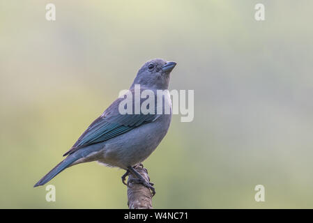 Nahaufnahme eines thront Sayaca Tanager Stockfoto