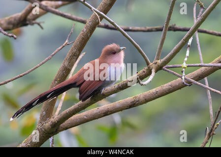 Eichhörnchen Kuckuck (Piaya cayana) gehockt Stockfoto