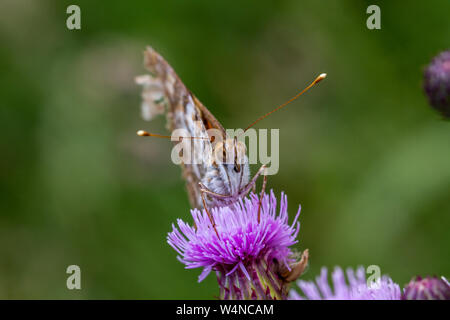 Vorderansicht eines abgenutzten Distelfalter Schmetterling, Vanessa Cardui. Ungewöhnlich hohen Zahlen der wandernden Schmetterling in Großbritannien von continenta geflogen Stockfoto