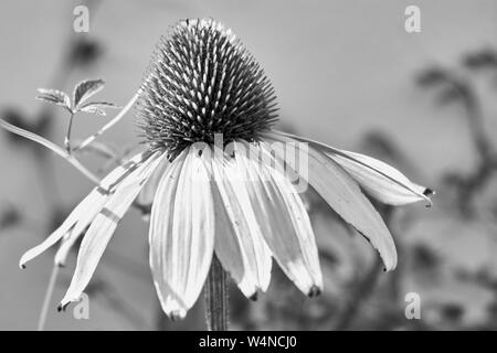 Nahaufnahme der Echinacea purpurea Blume, Schwarz und Weiß Foto Stockfoto