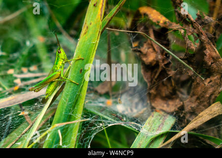 Chorthippus parallelus, die gemeinsame Wiese grasshopper Stockfoto