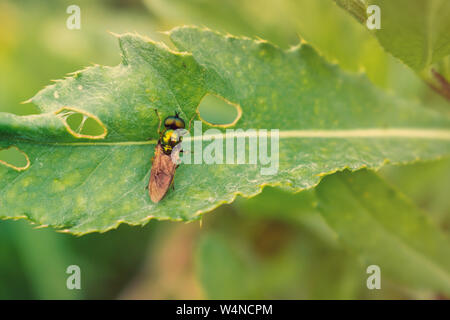 Metallic Grün fliegen auf grünem Blatt Stockfoto