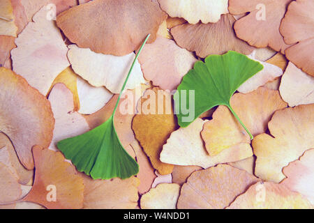 Ginkgoblätter - im Sommer die Blätter fallen Farben Stockfoto