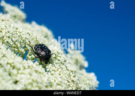 Weiß gefleckte rose Käfer auf weiße Blume Stockfoto