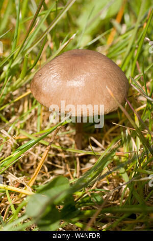 Wild wachsende Pilze im Gras Stockfoto