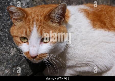 Konzentriert rot weiße Katze - Japanische street Cat in Kyoto, Japan. Stockfoto