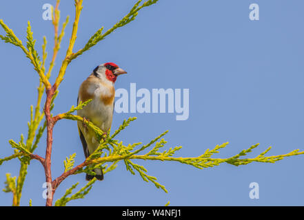 Stieglitz, Britische wilden Vögeln, hocken auf einem Baum in einem englischen Garten im Juli 2019 Stockfoto