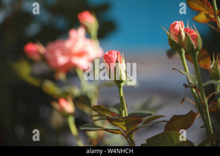 Closeup dunkel rosa Rosen Blüte gegen einen unscharfen Blumengarten und blauer Himmel Stockfoto