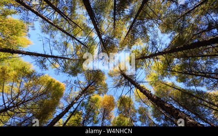 Ansicht von unten hoch Pinienwald im blauen Himmel Stockfoto