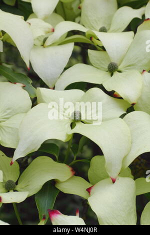 Cornus kousa Johannes Slocock Blüte im Frühsommer. Großbritannien Stockfoto