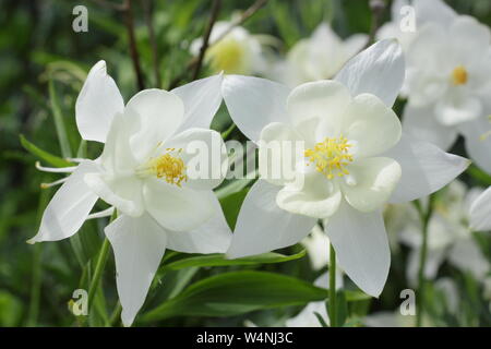 Aquilegia 'Kristall'. Lange trieb Blüten Akelei Kristall - auch Aquilegia White Star und Crystal Star im Sommer genannt. Stockfoto