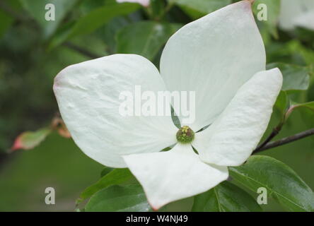 × elwinortonii Cornus Venus. Blühende Hartriegel 'Venus' Hüllblätter im Frühsommer Stockfoto