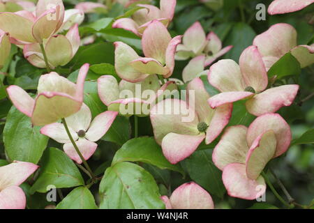 Cornus kousa 'Miss Satomi' Blume und Hüllblätter angezeigte Farben von Pink im Frühsommer. Großbritannien Stockfoto