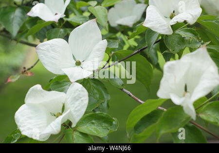 × elwinortonii Cornus Venus. Blühende Hartriegel 'Venus' Hüllblätter im Frühsommer Stockfoto