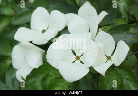 × elwinortonii Cornus Venus. Blühende Hartriegel 'Venus' Hüllblätter im Frühsommer Stockfoto