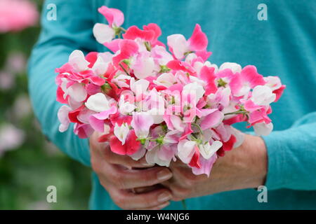 Lathyrus Odoratus "Painted Lady'. Bündel frisch gepflückte Zuckererbsen im Sommer. Großbritannien Stockfoto