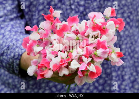 Lathyrus Odoratus "Painted Lady'. Bündel frisch gepflückte Zuckererbsen im Sommer. Großbritannien Stockfoto