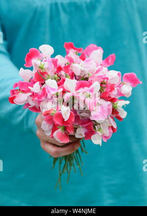 Lathyrus Odoratus "Painted Lady'. Bündel frisch gepflückte Zuckererbsen im Sommer. Großbritannien Stockfoto