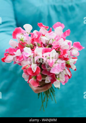 Lathyrus Odoratus "Painted Lady'. Bündel frisch gepflückte Zuckererbsen im Sommer. Großbritannien Stockfoto