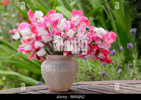 Lathyrus Odoratus "Painted Lady'. Bündel von frisch geschnittenen Hausgewachsene süssen Erbsen in einer Vase auf einen hölzernen Tisch in Großbritannien Sommer Garten Stockfoto