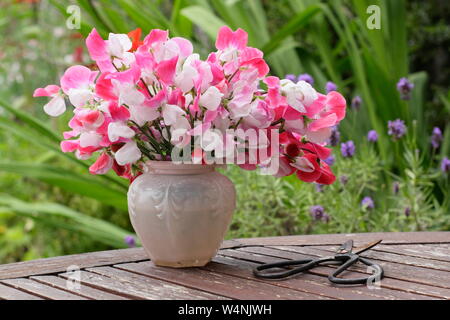 Lathyrus Odoratus "Painted Lady'. Bündel von frisch geschnittenen Hausgewachsene süssen Erbsen in einer Vase auf einen hölzernen Tisch in Großbritannien Sommer Garten Stockfoto